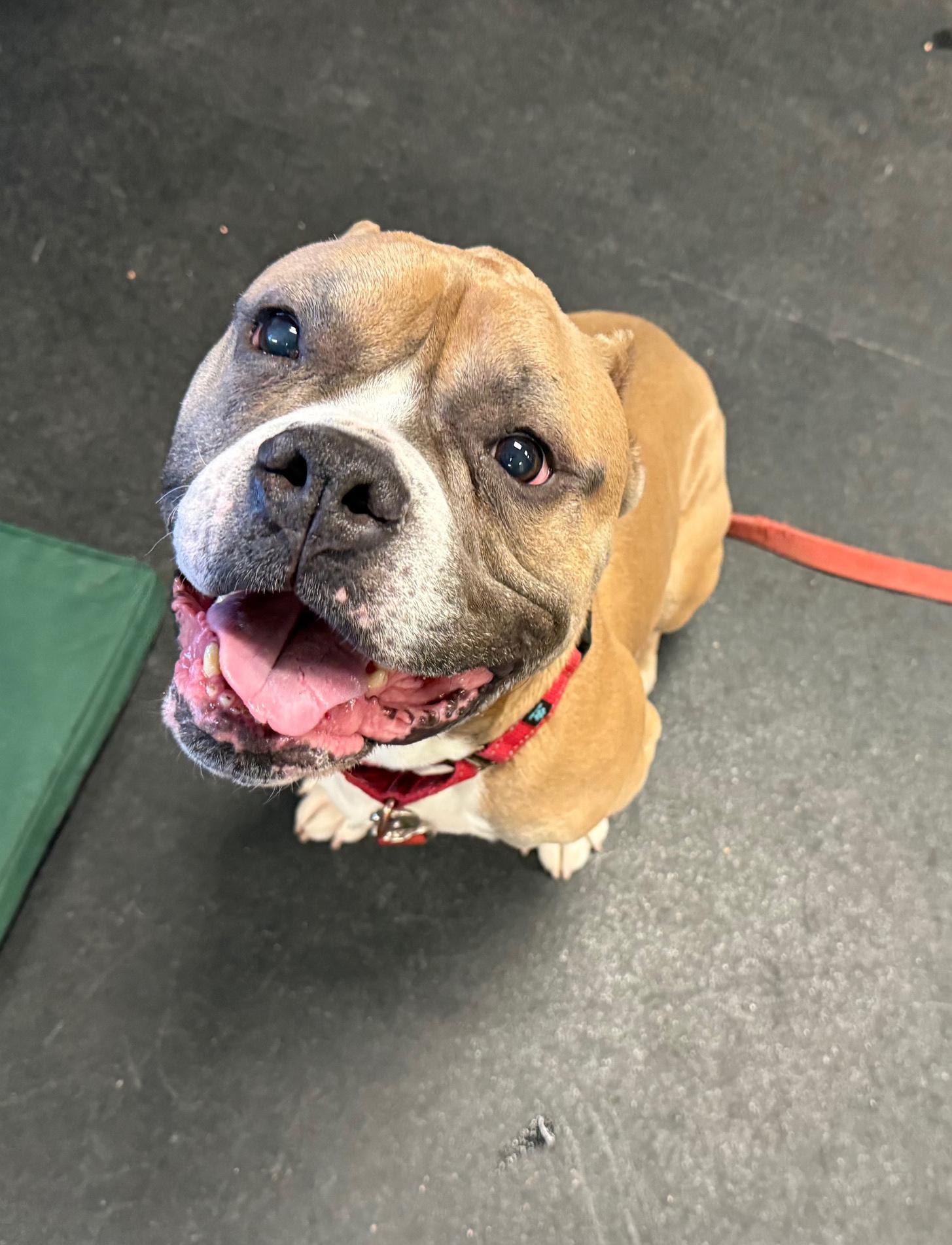 Russell-Goofball! Loves people, good with dogs, chill boy, an adoptable mixed breed in Oshkosh, WI image 4/5