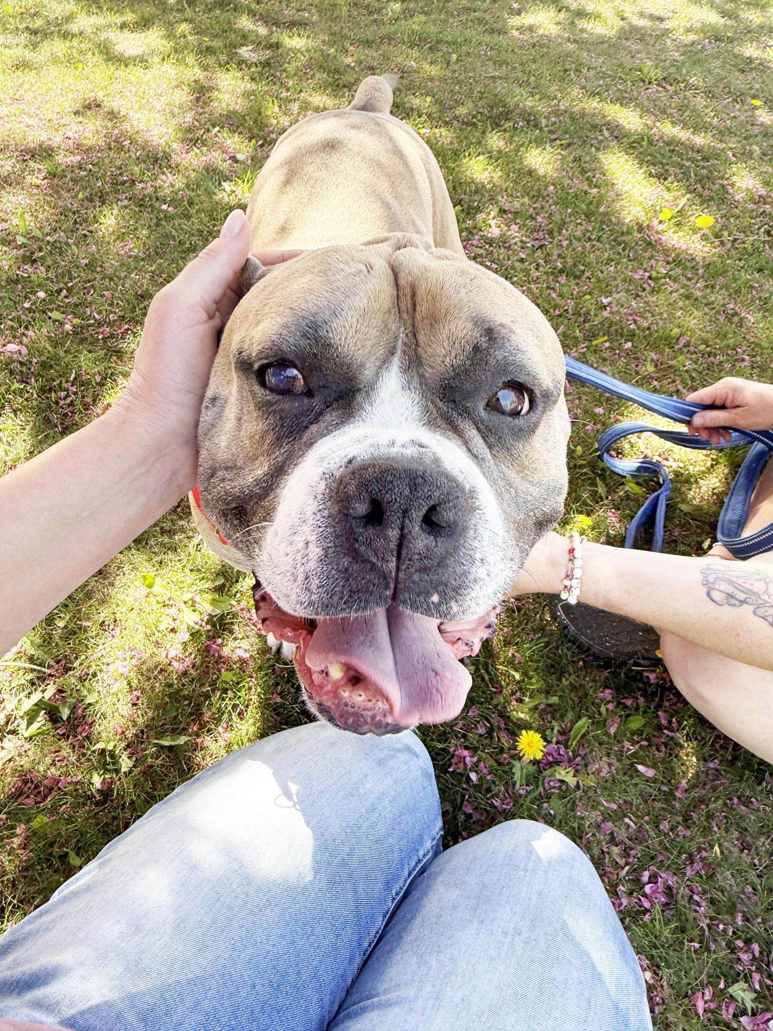 Russell-Goofball! Loves people, good with dogs, chill boy, an adoptable mixed breed in Oshkosh, WI image 1/6