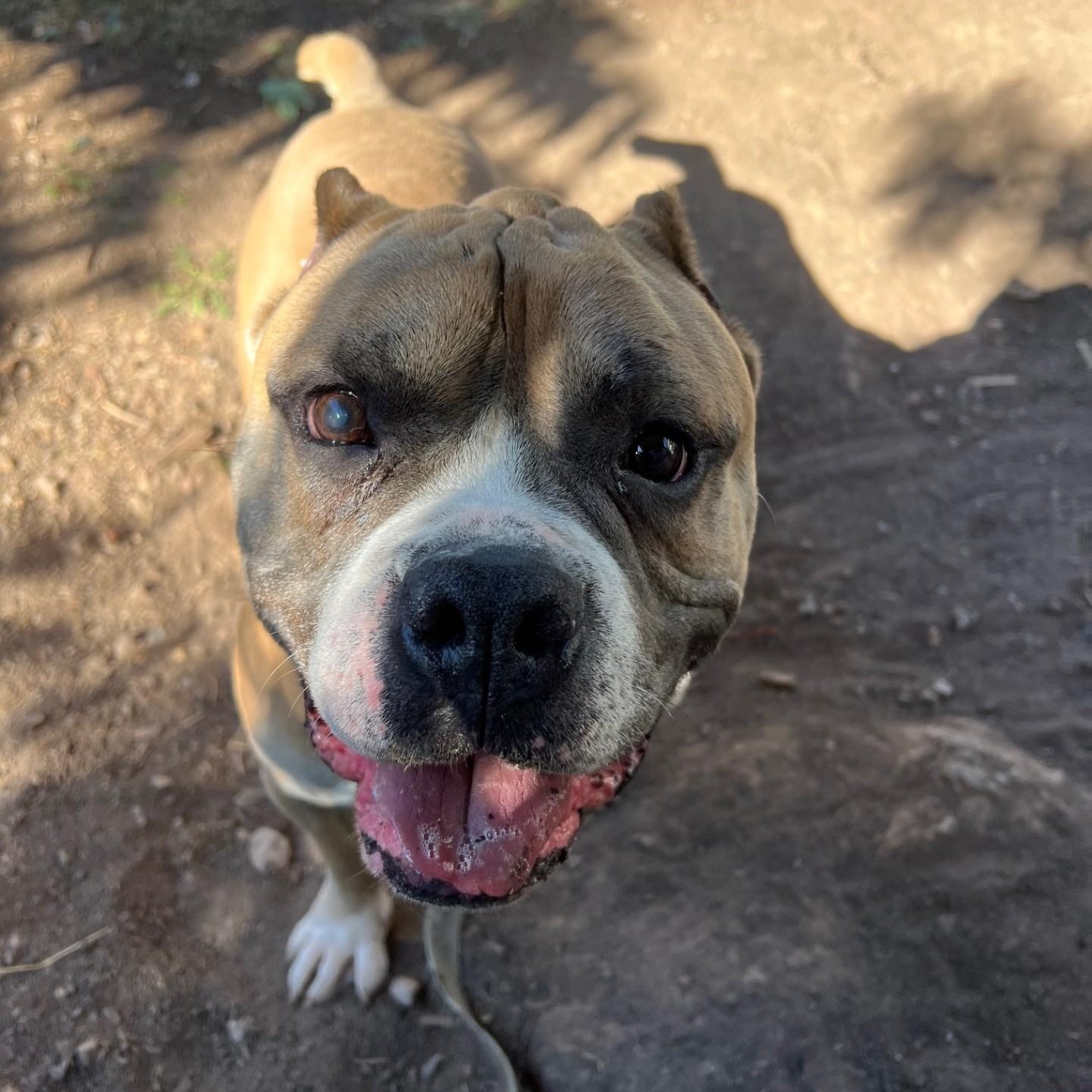 Enlarge Russell-Goofball! Loves people, good with dogs, a ADOPTABLE mixed breed in Oshkosh, WI image 2/2