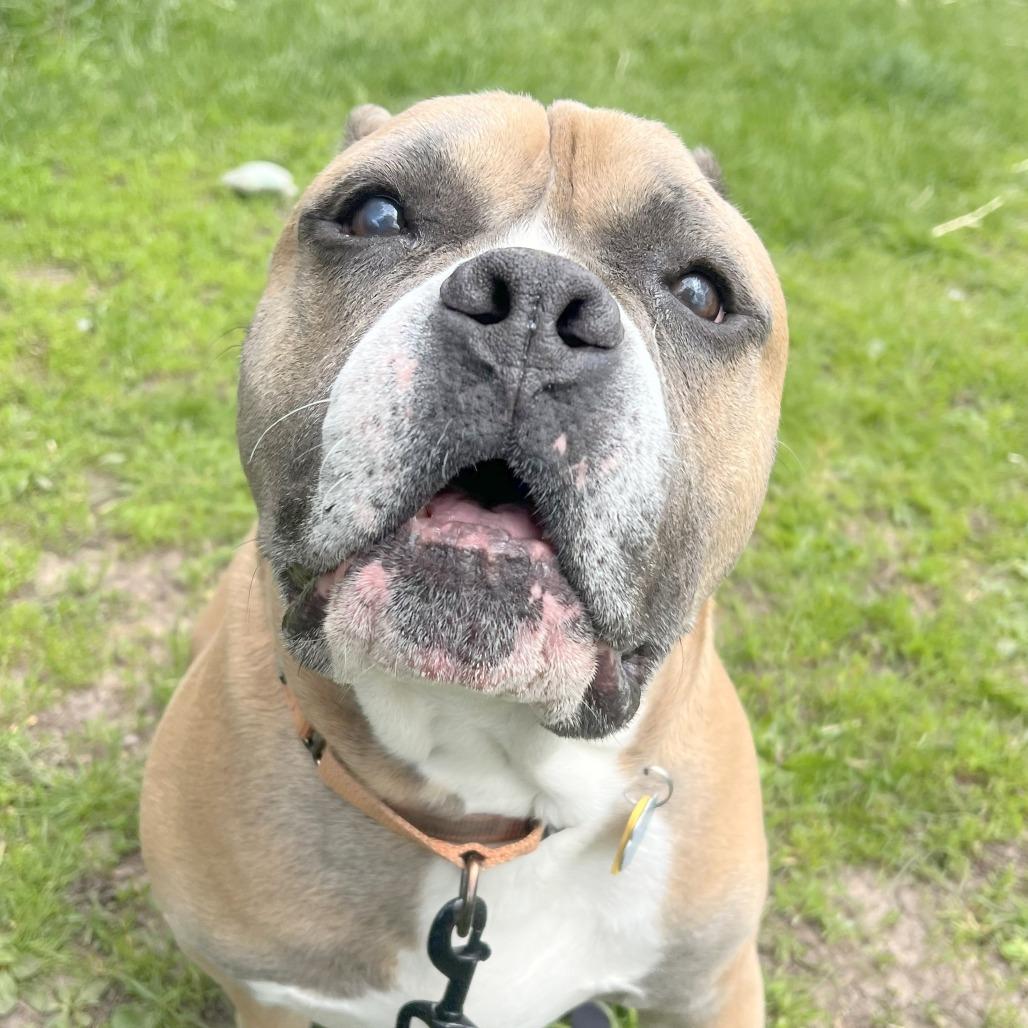 Russell-Goofball! Loves people, good with dogs, chill boy, an adoptable mixed breed in Oshkosh, WI image 2/6