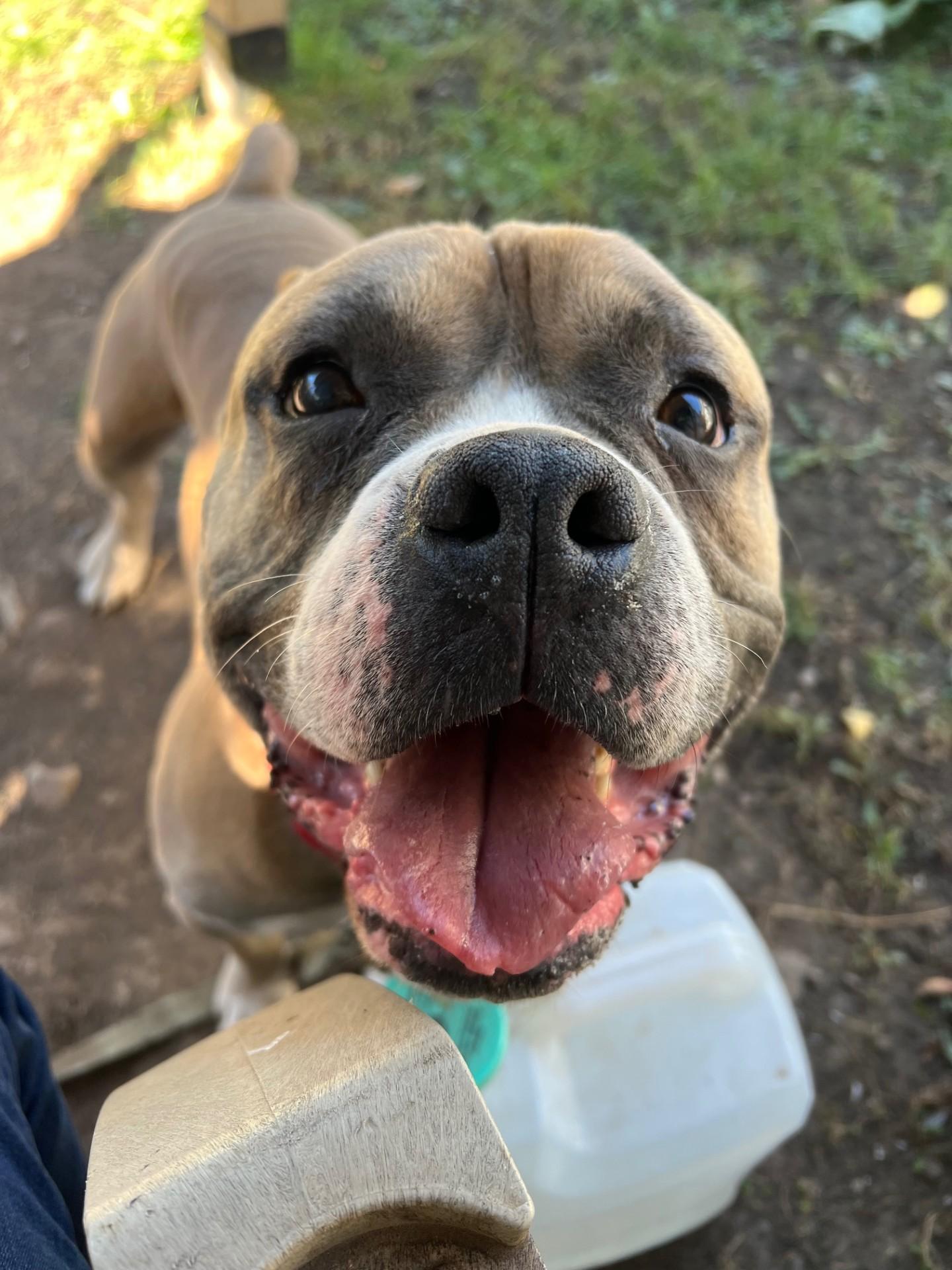 Russell-Goofball! Loves people, good with dogs, ADOPTABLE, Adult Male Mixed Breed.