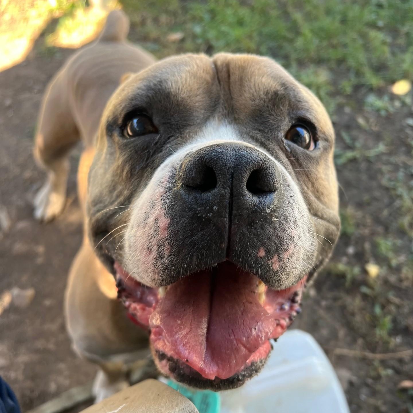 Russell-Goofball! Loves people, good with dogs, chill boy, an adoptable mixed breed in Oshkosh, WI image 3/5