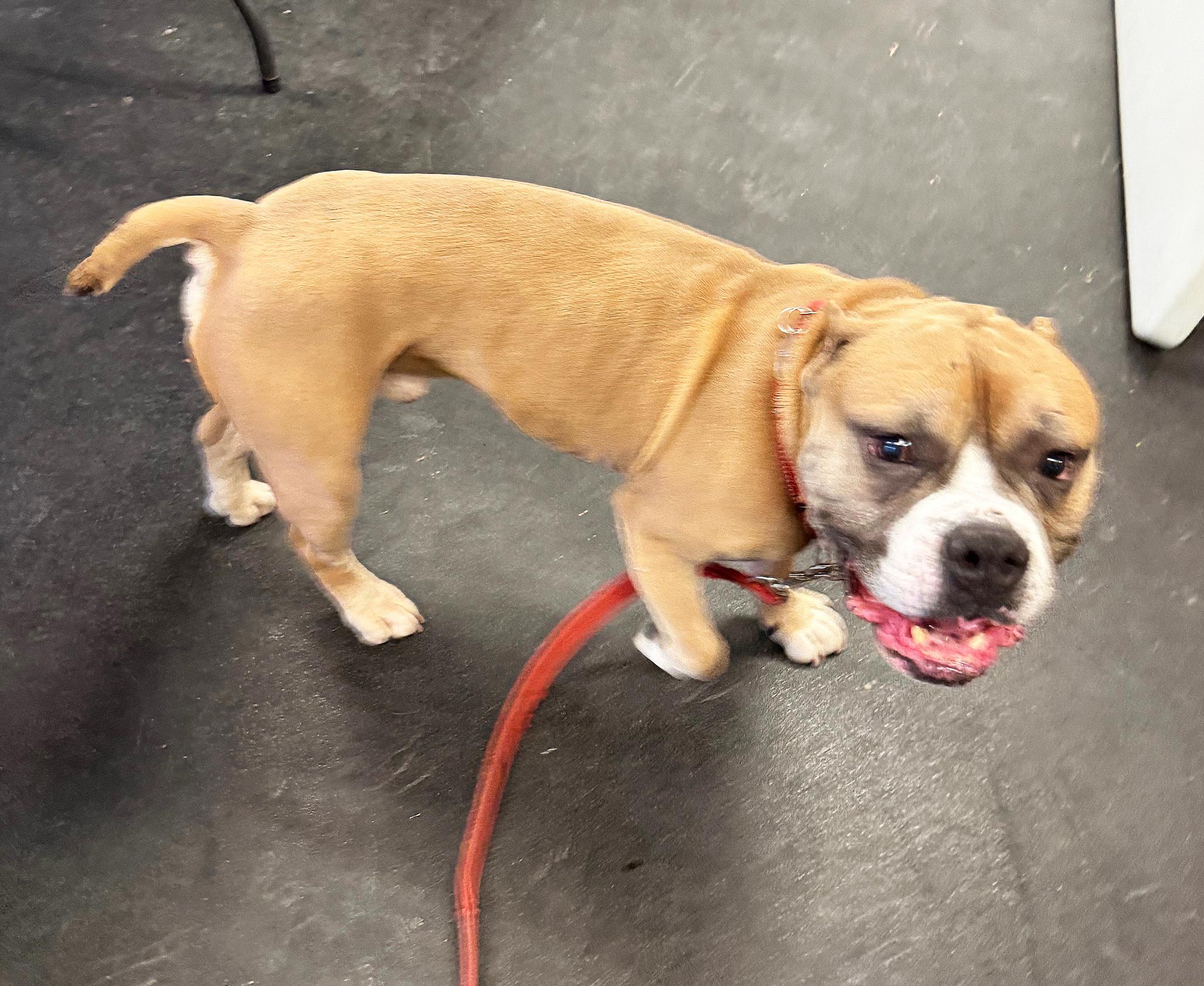 Russell-Goofball! Loves people, good with dogs, chill boy, an adoptable mixed breed in Oshkosh, WI image 5/5
