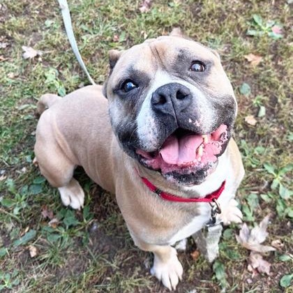 Russell-Goofball! Loves people, good with dogs, chill boy, an adoptable mixed breed in Oshkosh, WI image 2/5