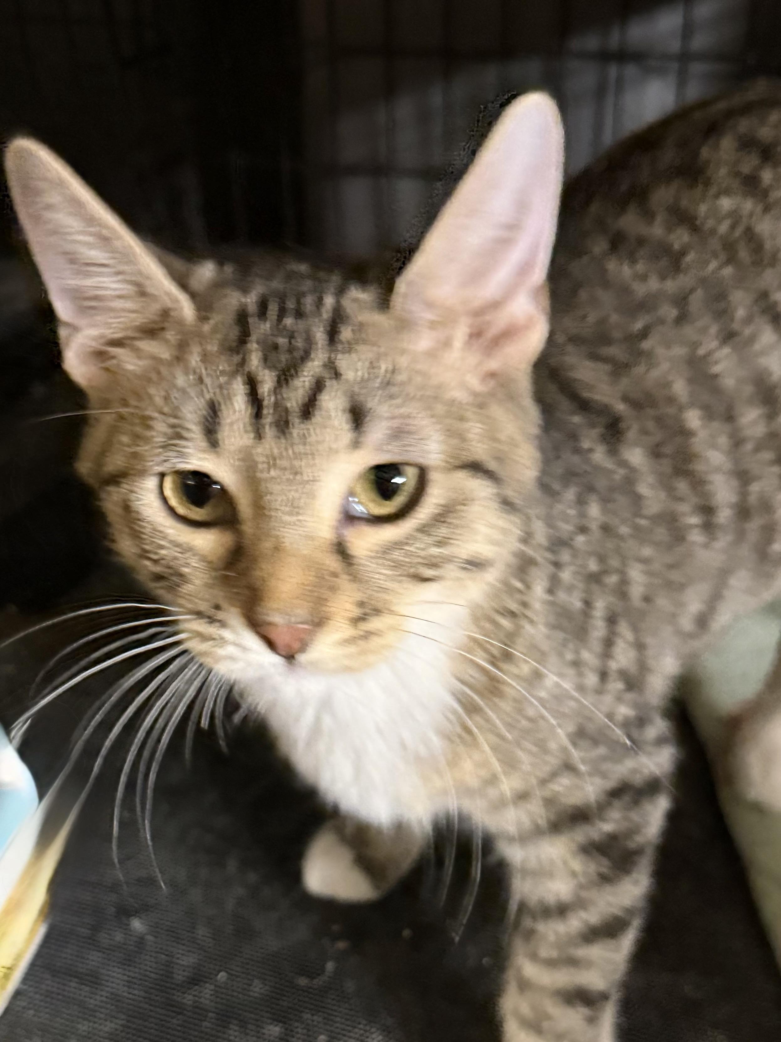 KESHA, Adopted, Kitten Female Domestic Short Hair.