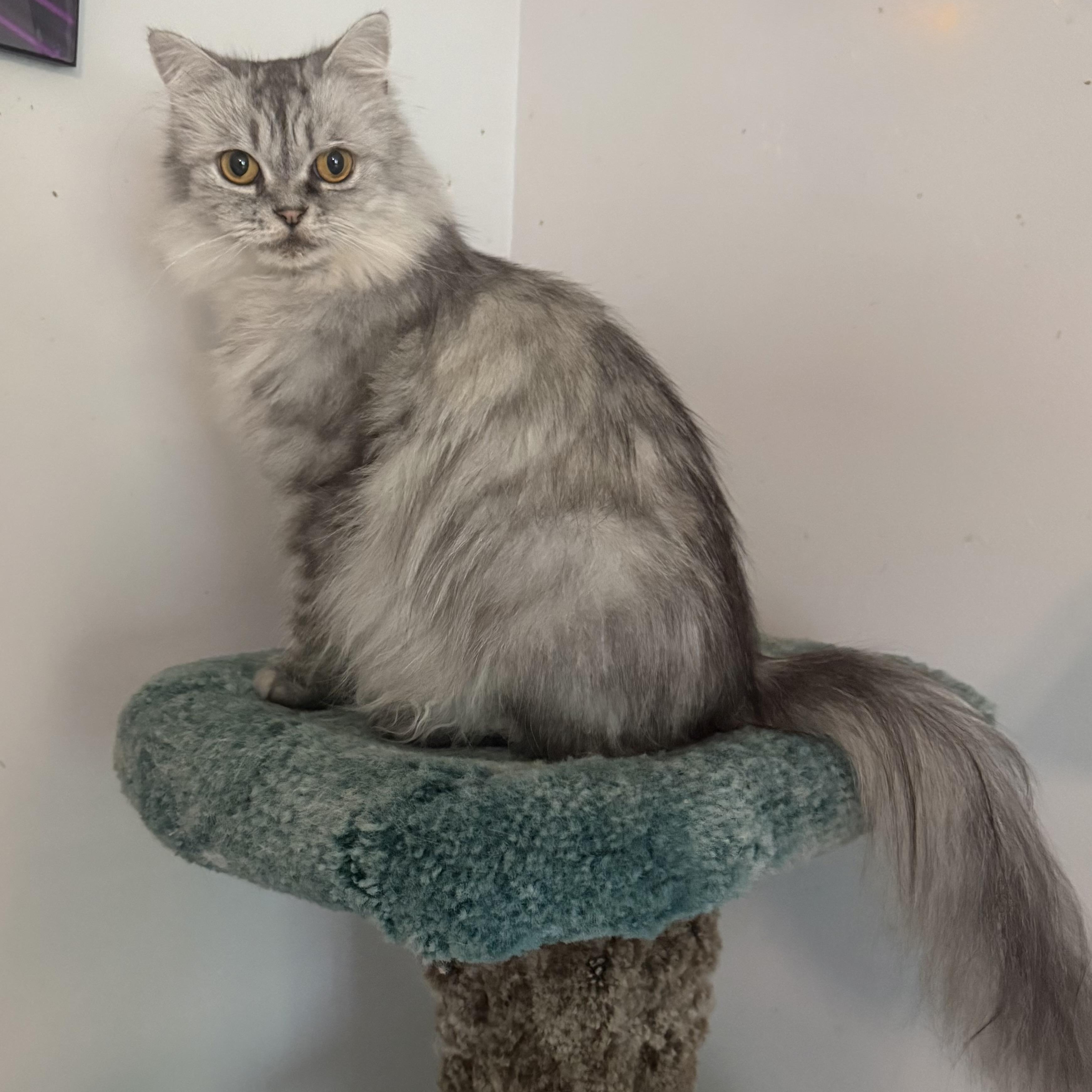 Sweet Loving Nala, ADOPTABLE, Young Female Persian.