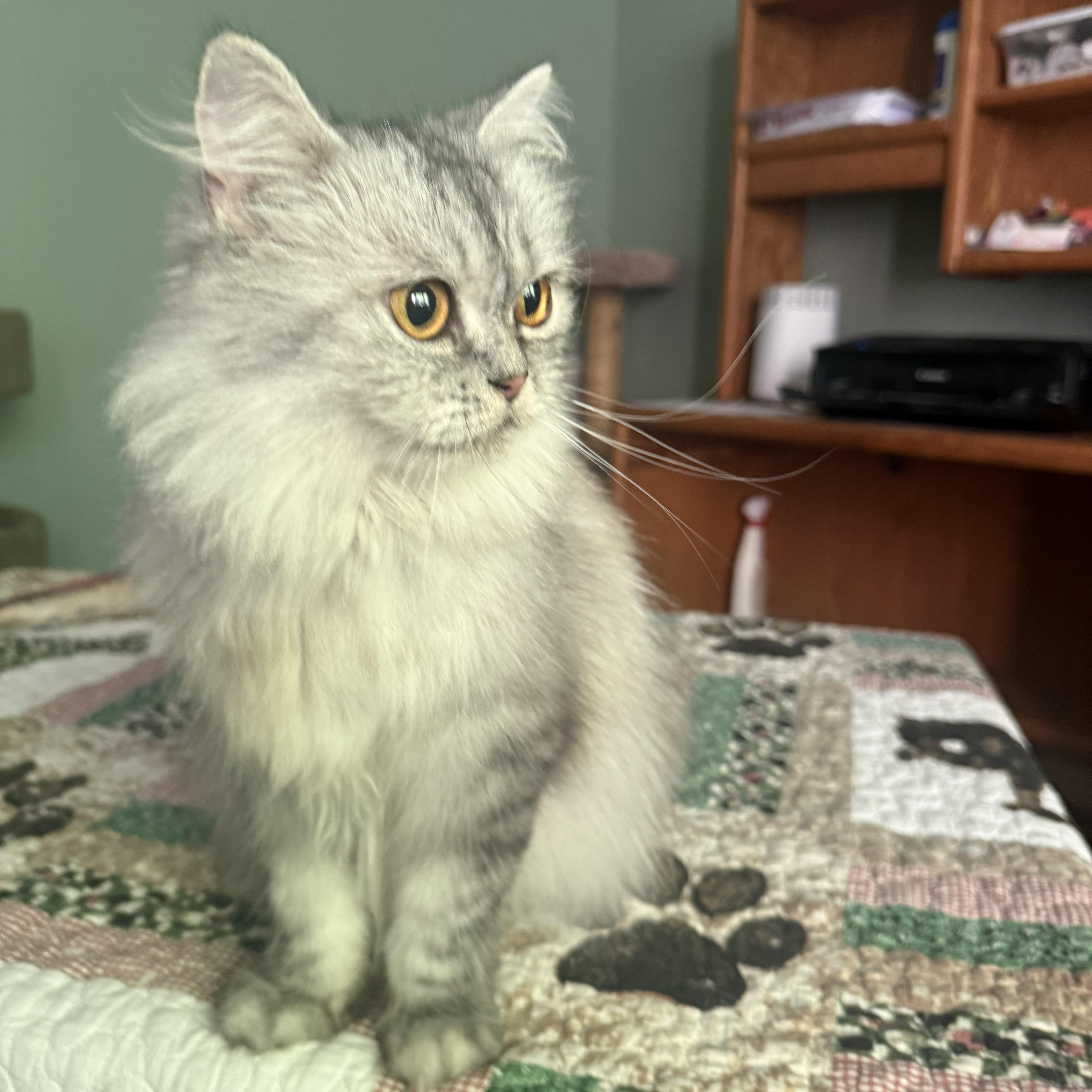 Enlarge Sweet Loving Nala, a ADOPTABLE mixed breed in Woodbridge, VA image 5/6