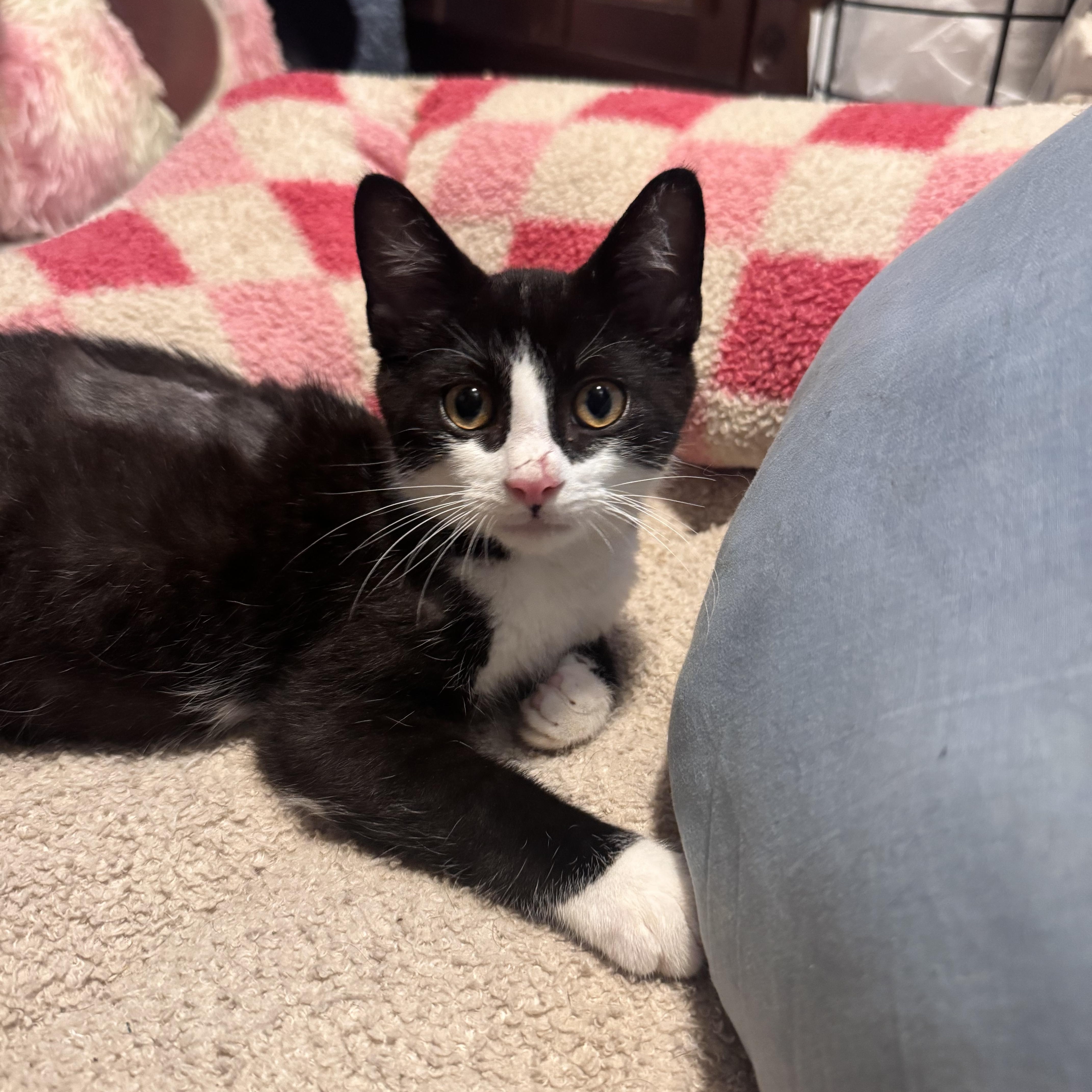 Rootbeer, a ADOPTABLE Domestic Short Hair in Avon, NY image 2/4