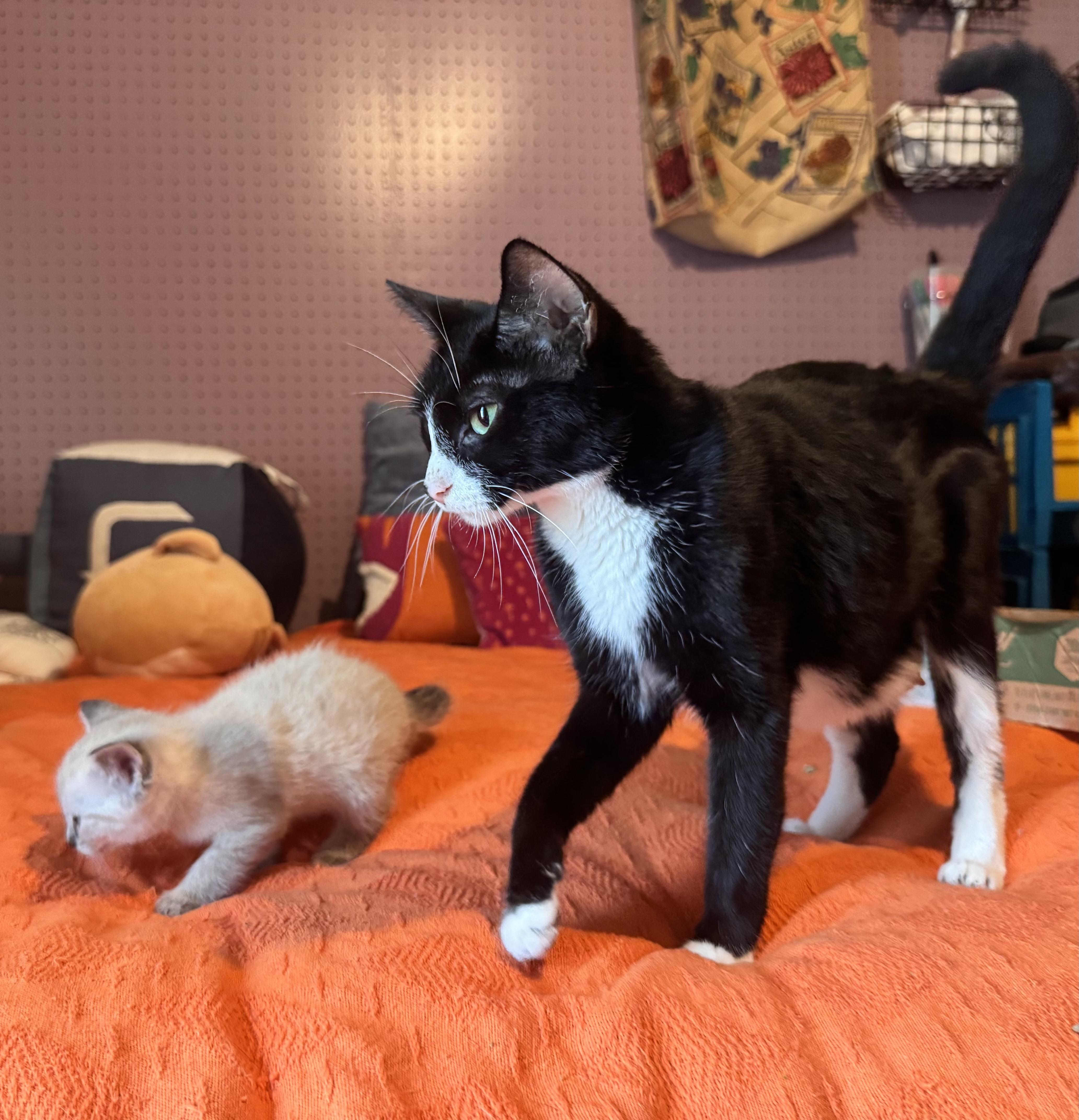 Rootbeer, a ADOPTABLE Domestic Short Hair in Avon, NY image 3/4
