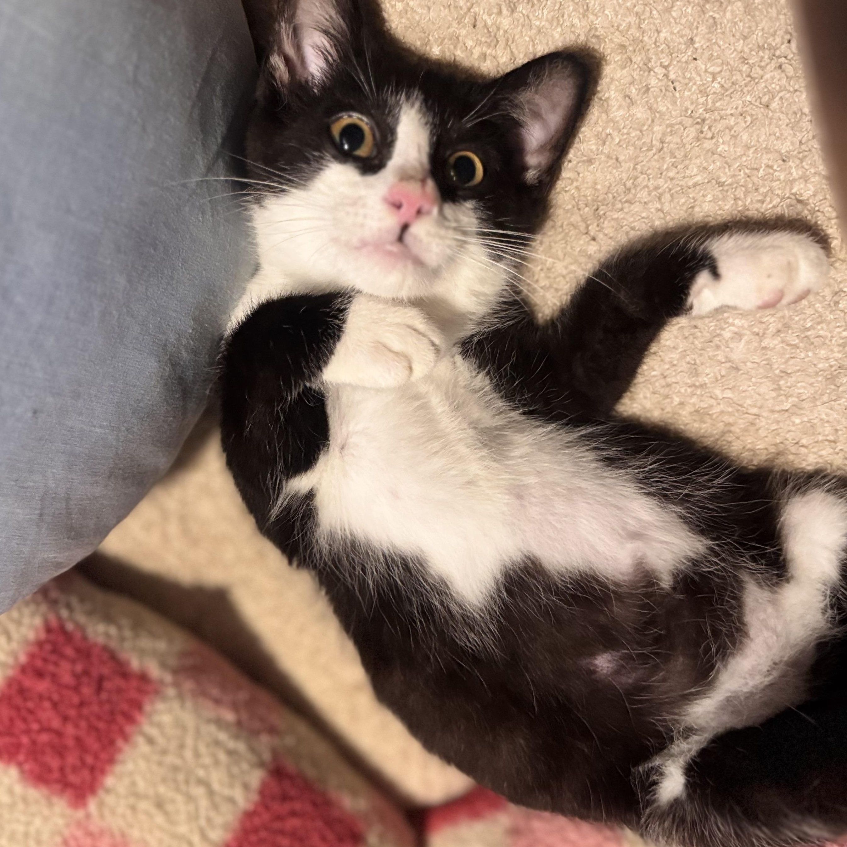 Rootbeer, ADOPTABLE, Kitten Male Domestic Short Hair.