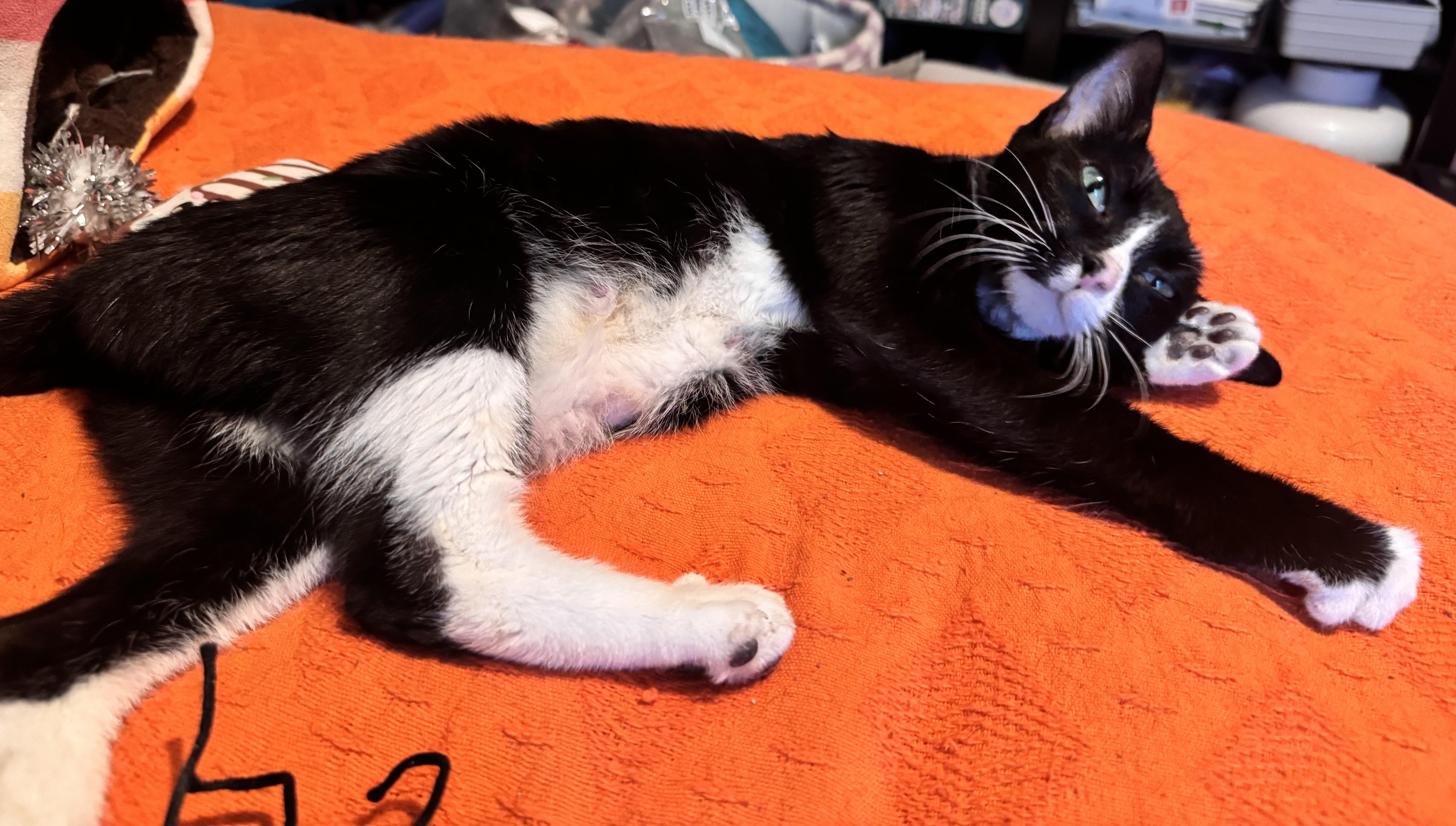Rootbeer, a ADOPTABLE Domestic Short Hair in Avon, NY image 4/4