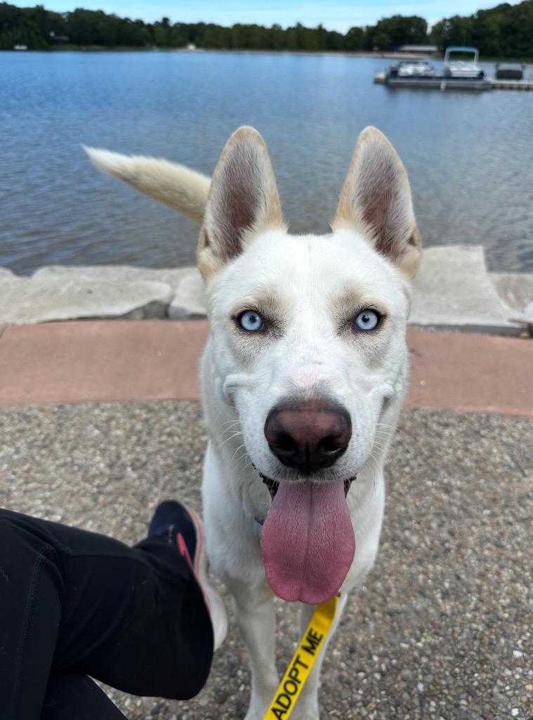Hazy, Adoptable, Adult Male German Shepherd Dog & Husky.