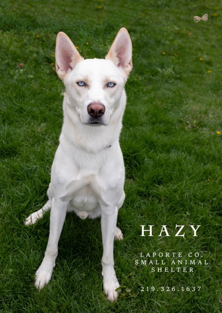 Enlarge Hazy, a Adoptable mixed breed in La Porte, IN image 3/3