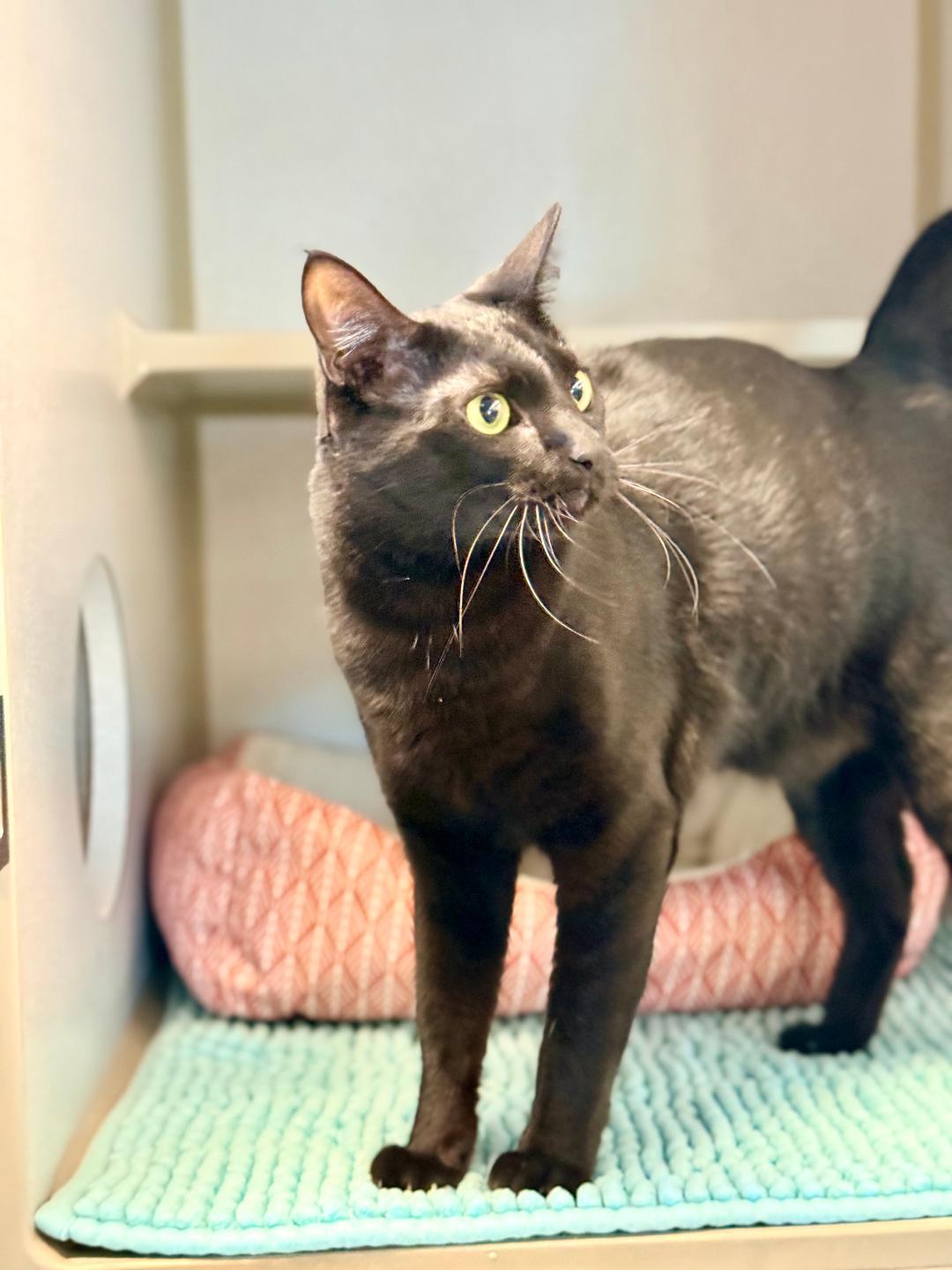 Kermit, an adoptable Domestic Short Hair in Winter Haven, FL image 3/5