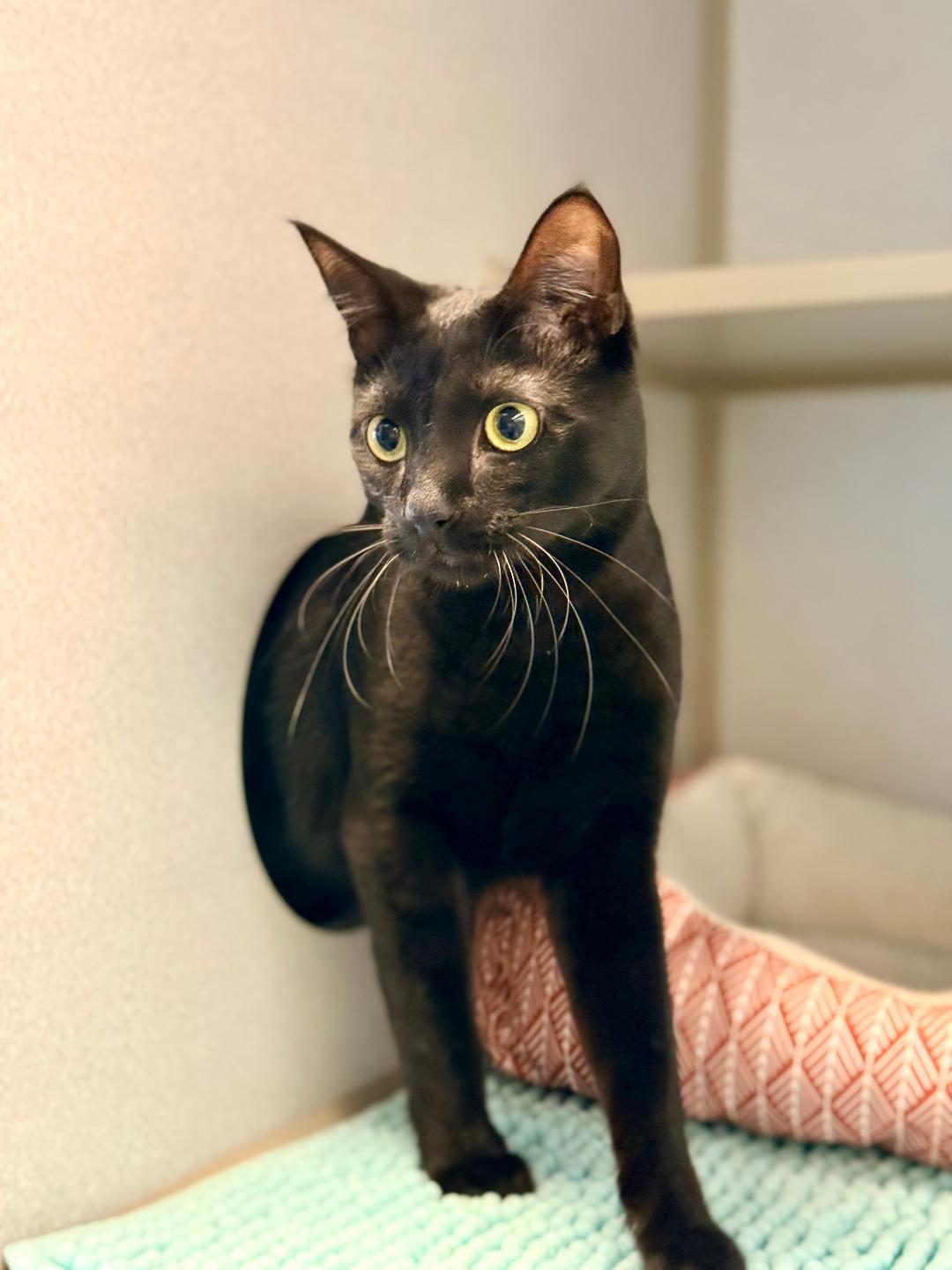 Kermit, an adoptable Domestic Short Hair in Winter Haven, FL image 2/5