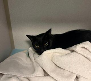 Enlarge Kermit, a ADOPTABLE Domestic Short Hair in Winter Haven, FL image 1/2