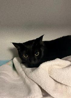 Enlarge Kermit, a ADOPTABLE Domestic Short Hair in Winter Haven, FL image 2/2