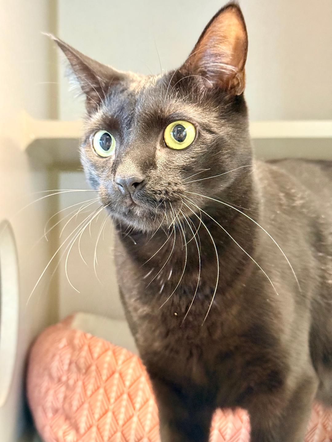 Kermit, adoptable, Adult Male Domestic Short Hair.