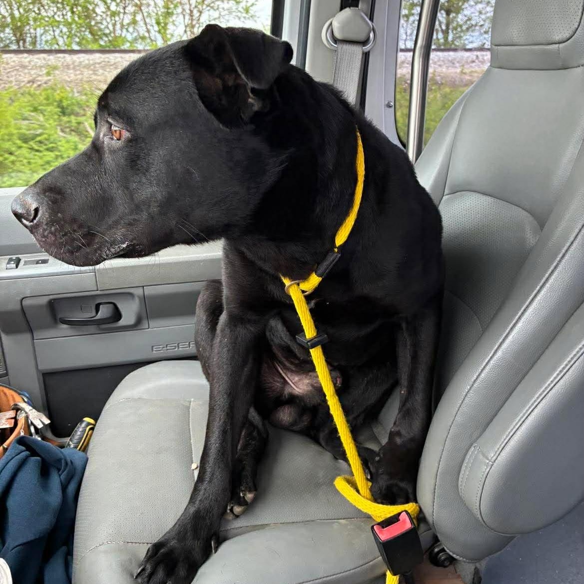 Enlarge Doug, a Adoptable mixed breed in Petersburg, IL image 5/5