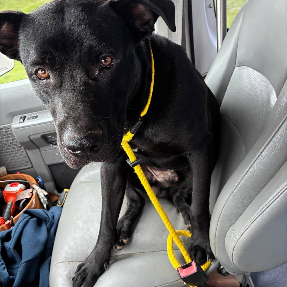 Enlarge Doug, a Adoptable mixed breed in Petersburg, IL image 3/5