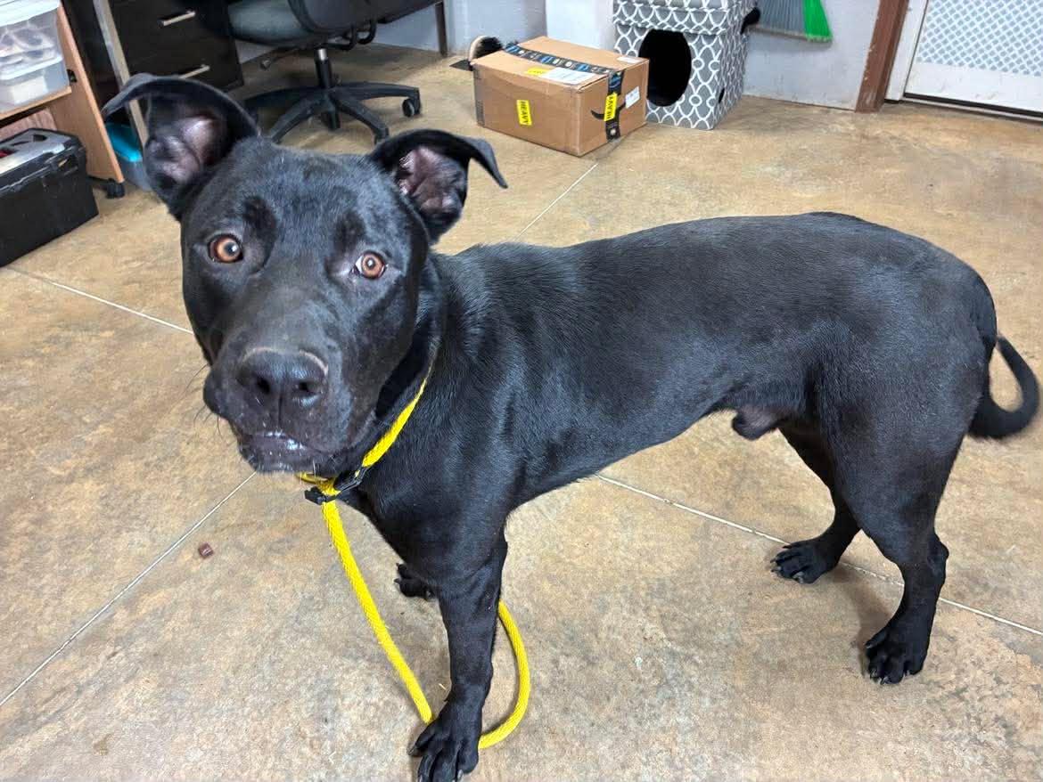 Enlarge Doug, a Adoptable mixed breed in Petersburg, IL image 2/5