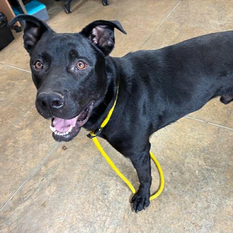 Enlarge Doug, a Adoptable mixed breed in Petersburg, IL image 1/5