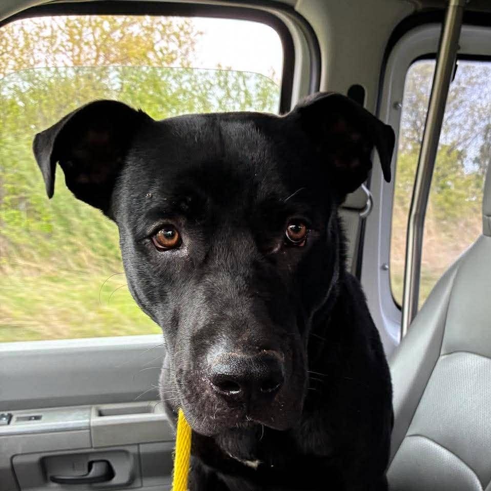 Enlarge Doug, a Adoptable mixed breed in Petersburg, IL image 4/5