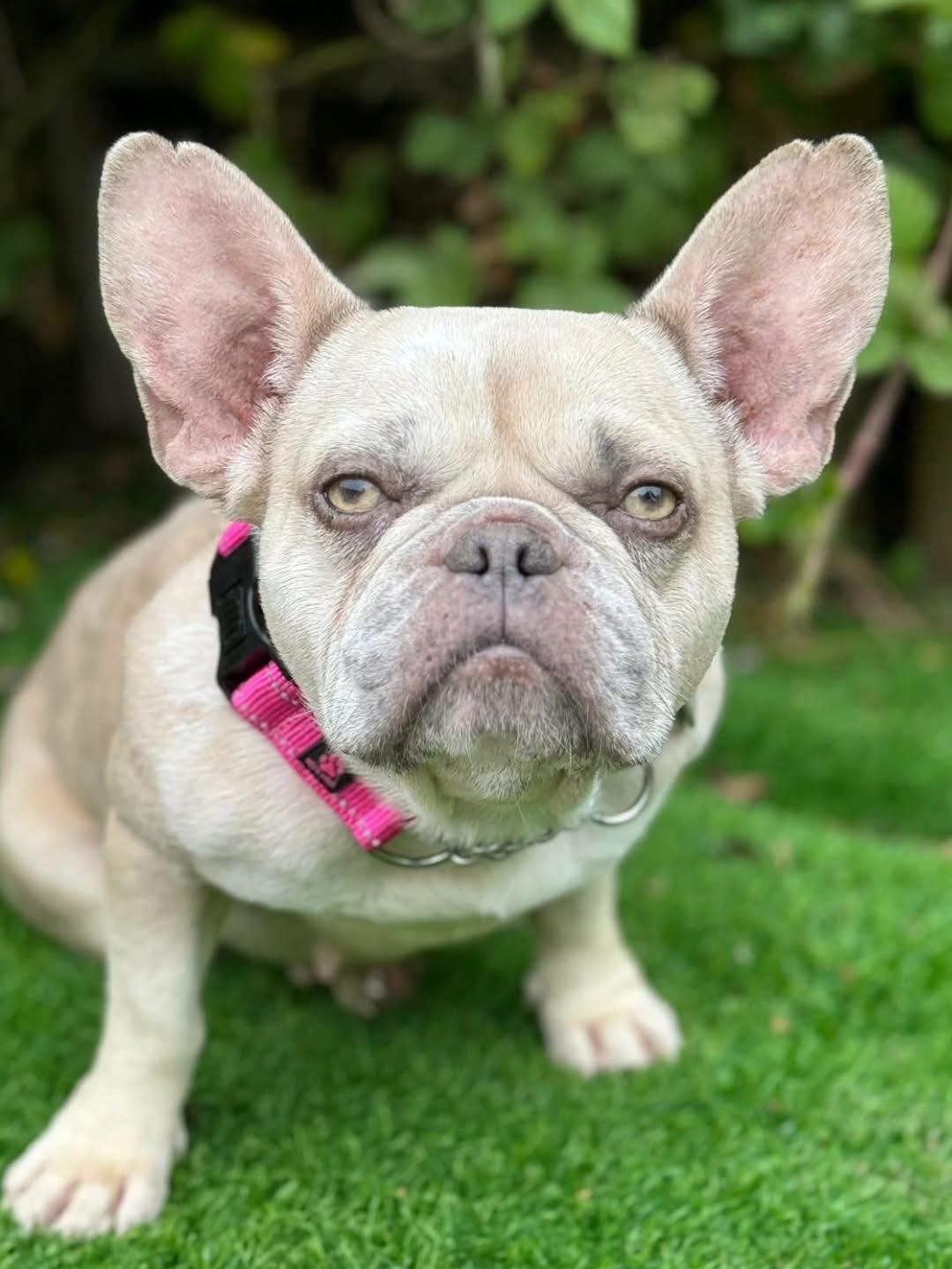 Happie French Bulldog Dog