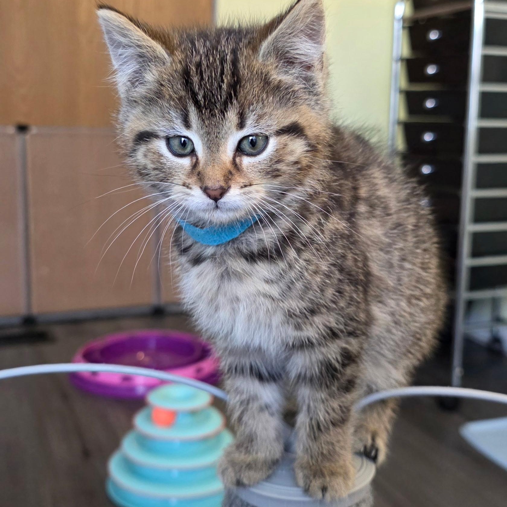 Everest Best Friends With