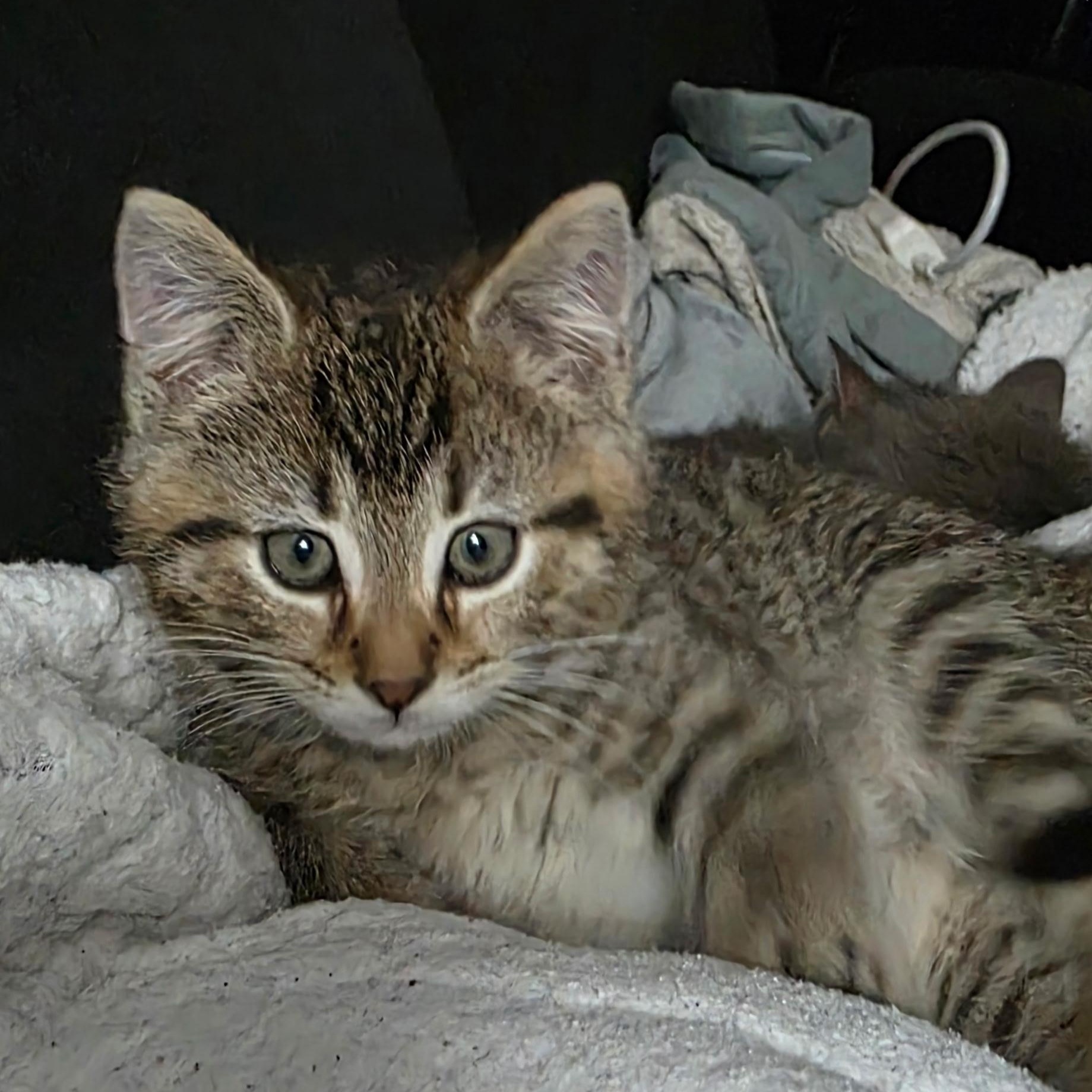 Everest Best Friends With thumbnail 3