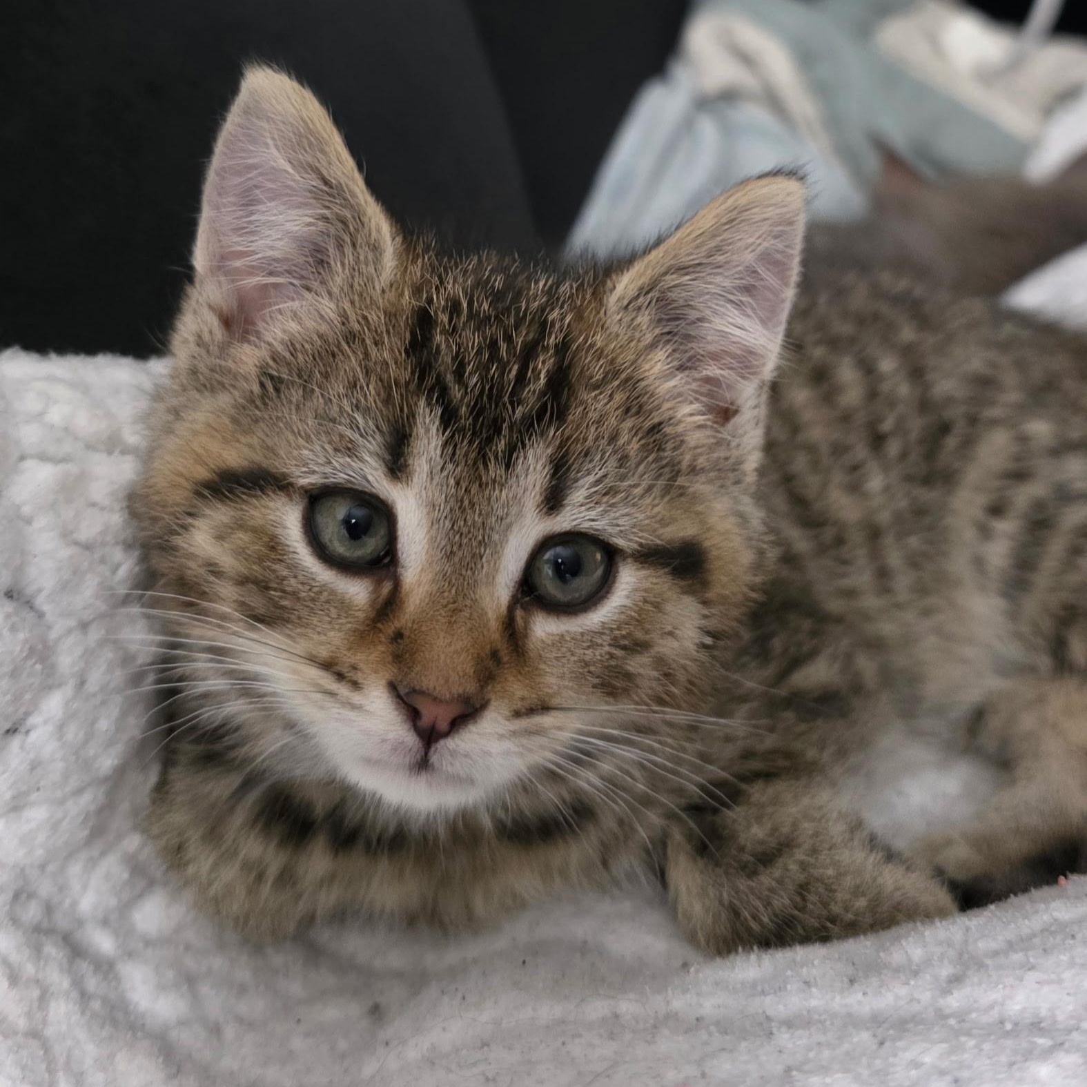 Everest Best Friends With thumbnail 4