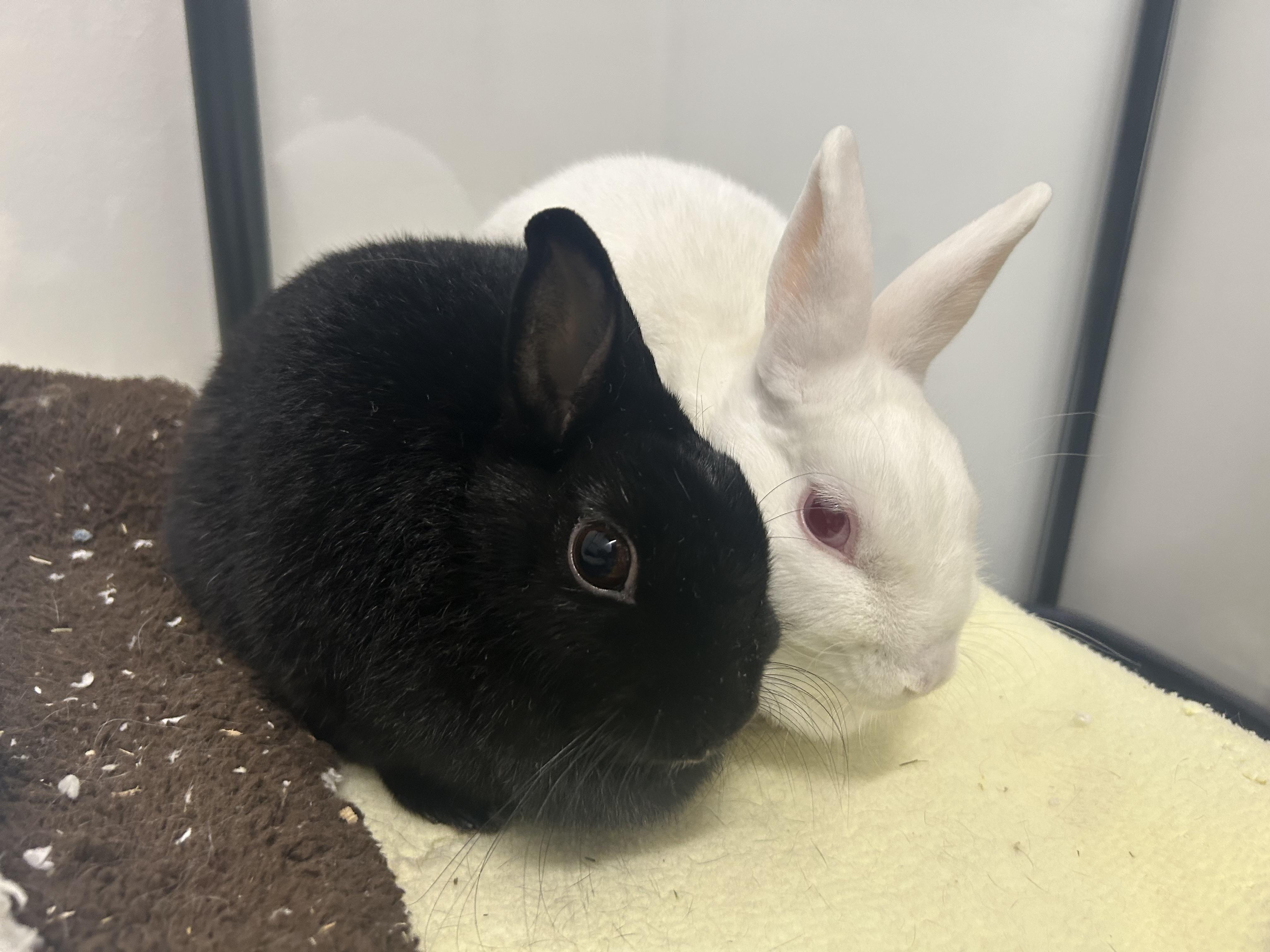 Enlarge Belatrix (bonded to Sabrina), a Adoptable Polish in Omaha, NE image 1/4