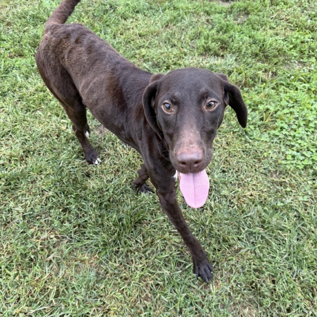 Enlarge Shelby, a Adoptable mixed breed in Marshalltown, IA image 2/3