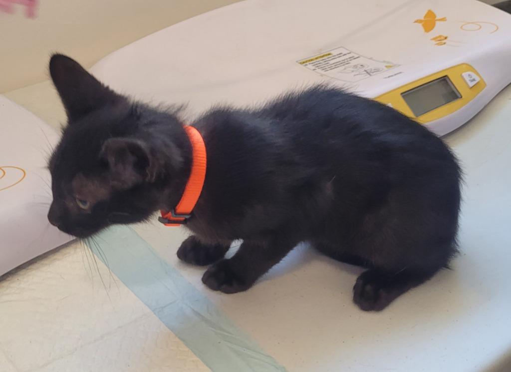 Bruno, Adoptable, Kitten Male Domestic Short Hair.