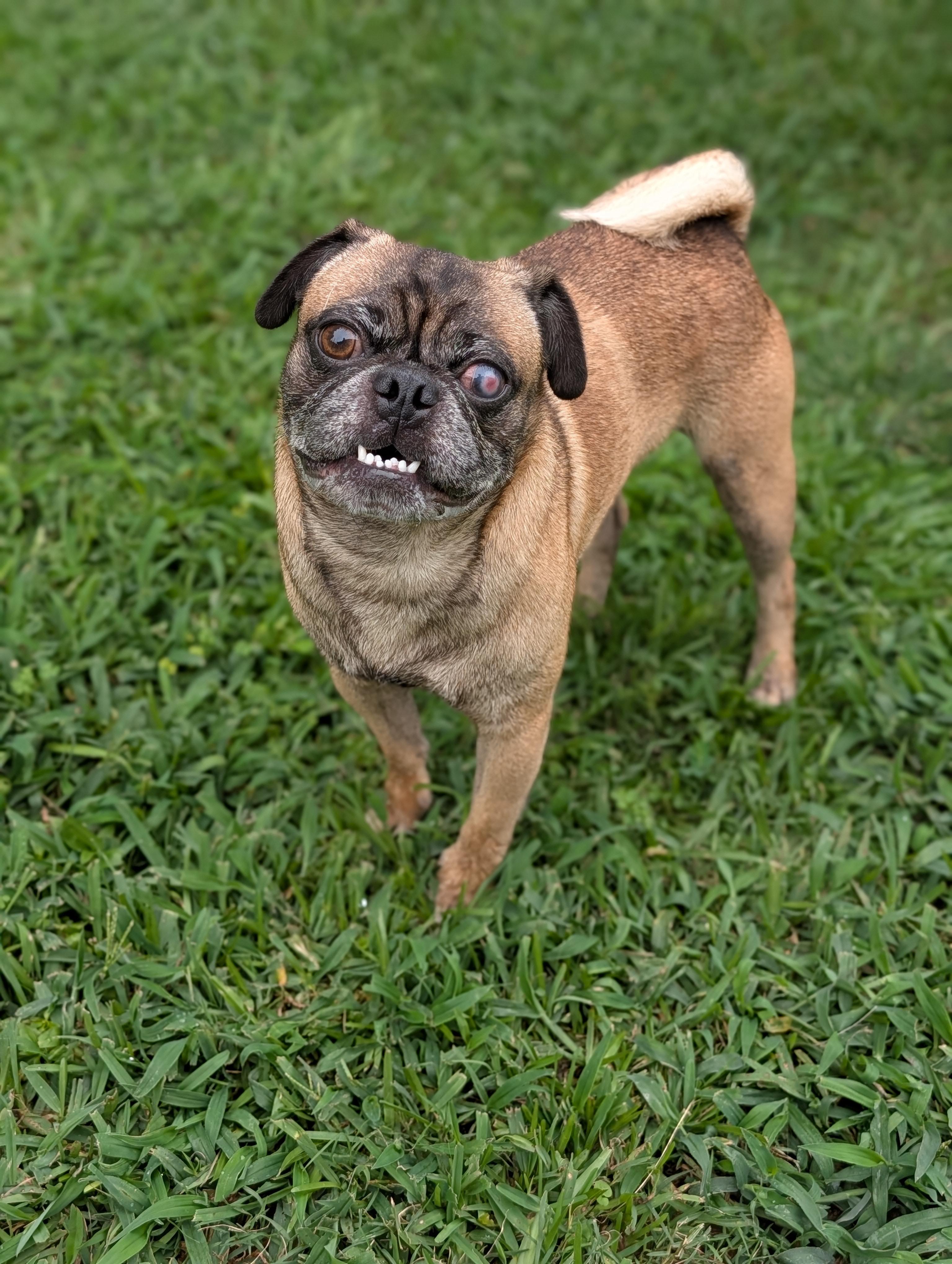 Pop, a Adoptable Pug in Baton Rouge, LA image 2/2