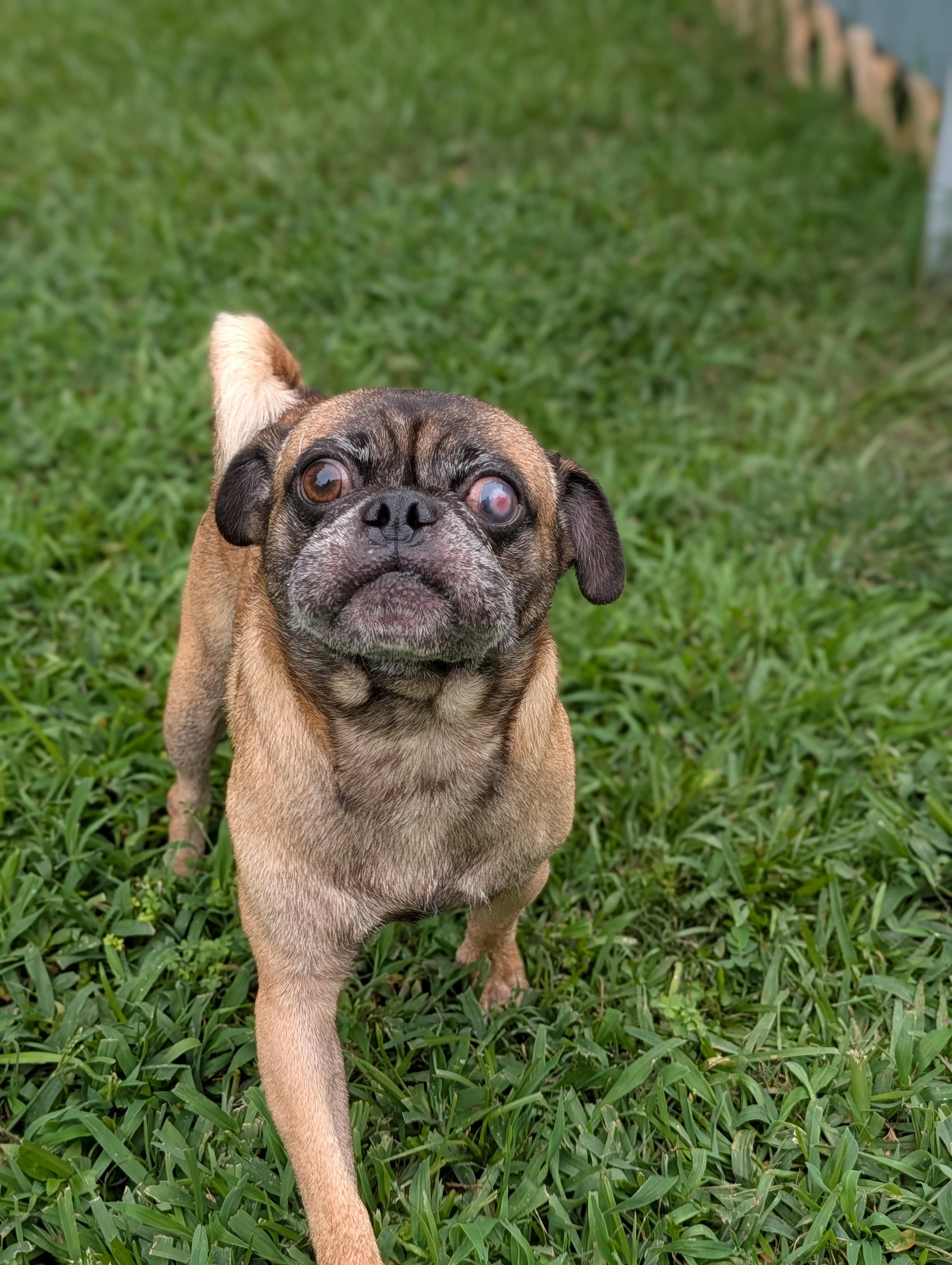 Pop, Adoptable, Adult Male Pug.