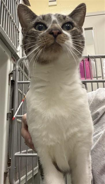 Enlarge BUDDY, a Adoptable Domestic Short Hair in Boston, MA image 1/1