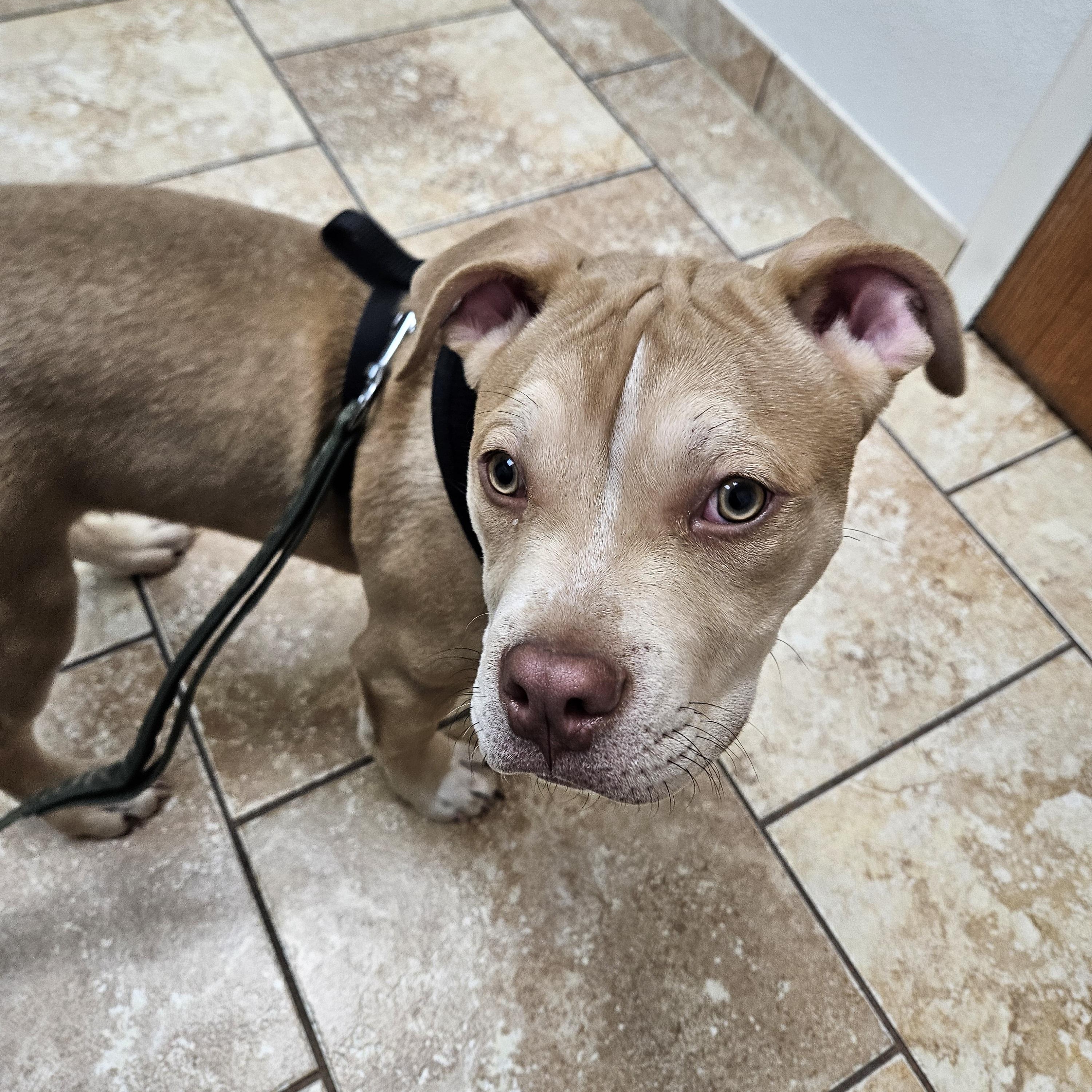 Roux, ADOPTABLE, Puppy Male Pit Bull Terrier.