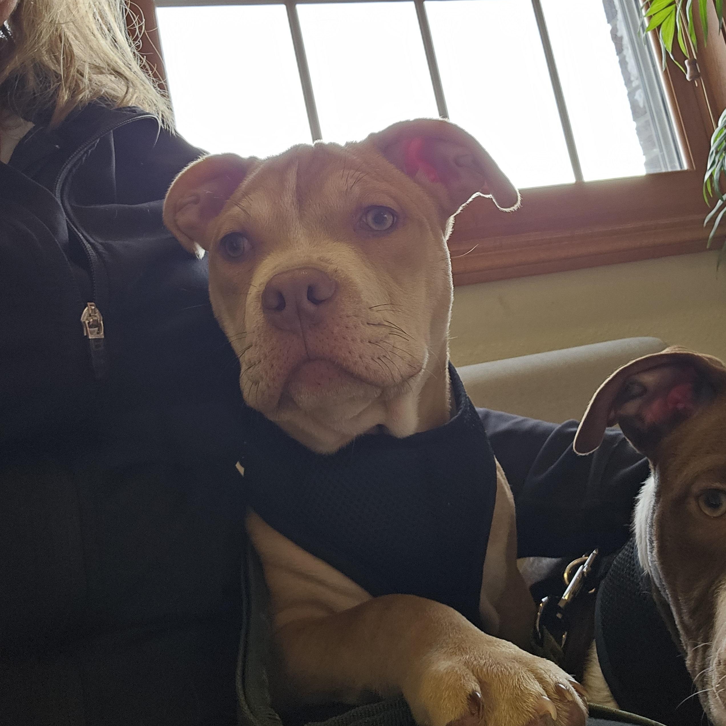 Enlarge Roux, a ADOPTABLE mixed breed in Peotone, IL image 2/3