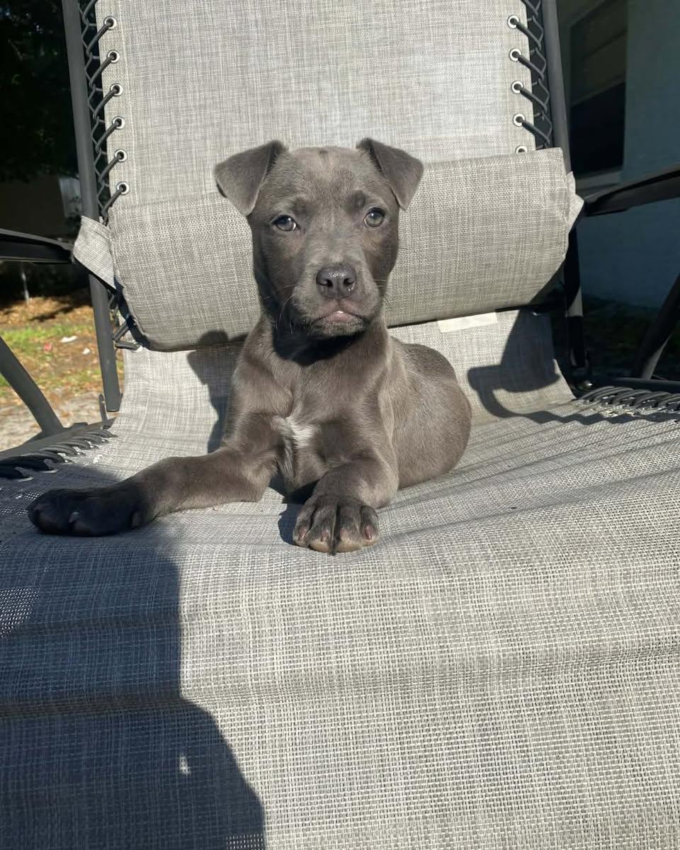 Enlarge Allie, a ADOPTABLE mixed breed in Saint Petersburg, FL image 1/1