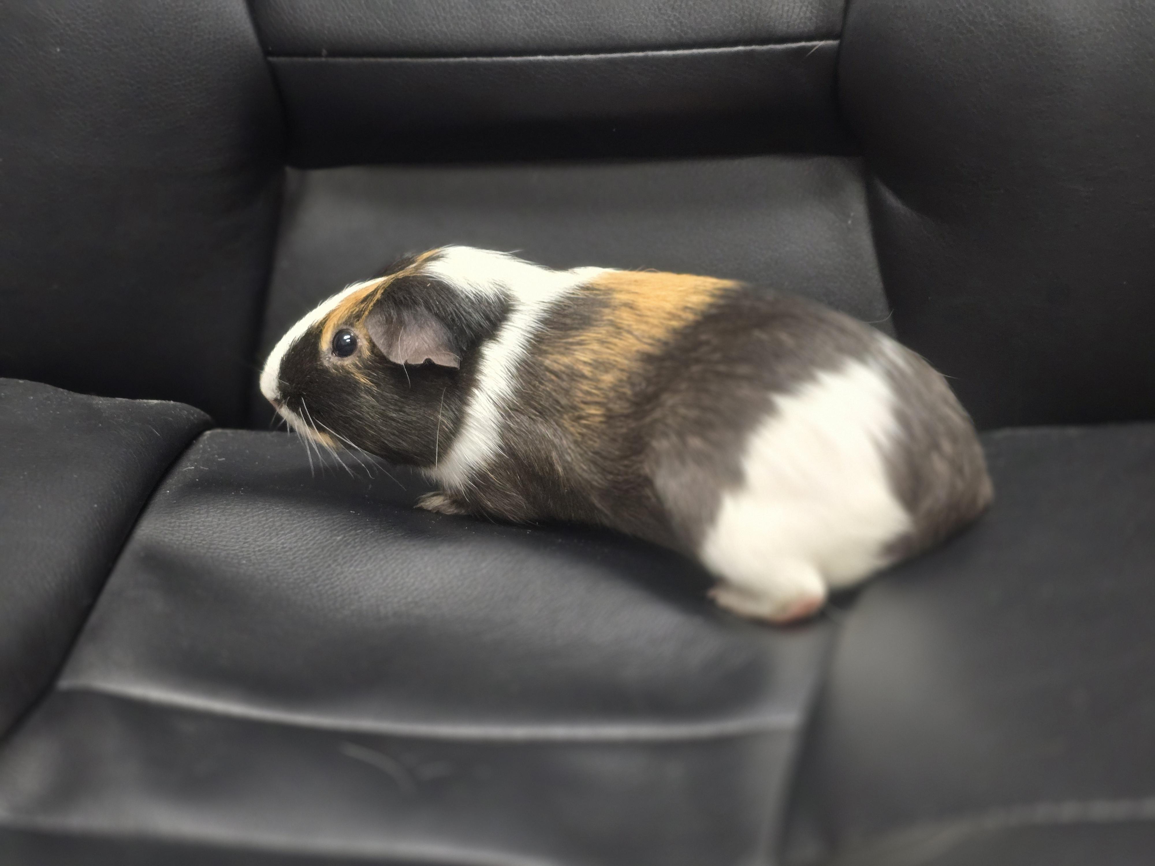 Enlarge Pedro and Rupert, a ADOPTABLE Guinea Pig in Idaho Falls, ID image 2/2
