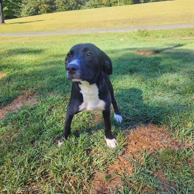 Enlarge Elodie, a Adopted mixed breed in Manhasset, NY image 4/5