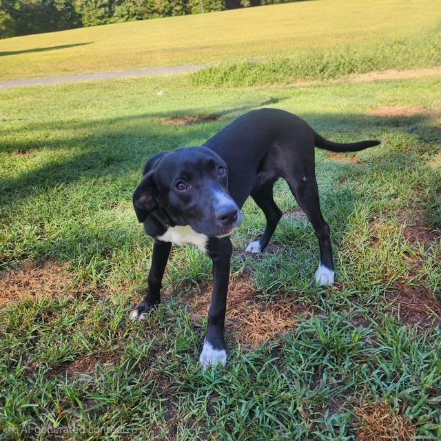Elodie, Adopted, Young Female Labrador Retriever.