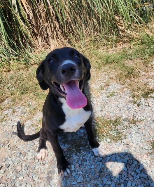 Enlarge Elodie, a Adopted mixed breed in Manhasset, NY image 2/5