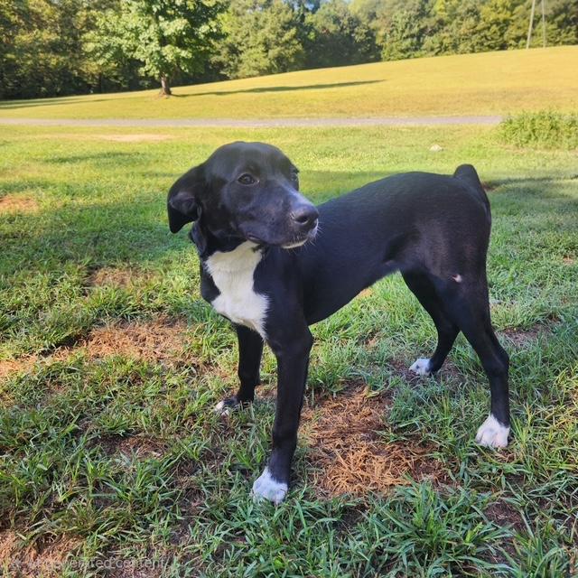 Enlarge Elodie, a Adopted mixed breed in Manhasset, NY image 5/5