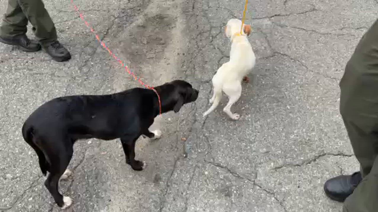 Enlarge Elodie, a Adopted mixed breed in Manhasset, NY video 3/5