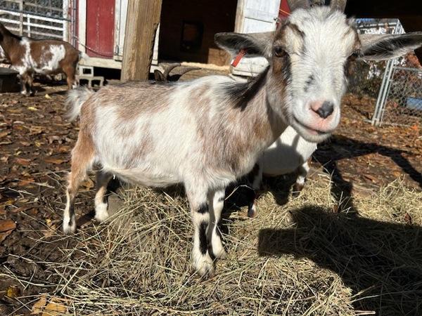 Squirt, Adoptable, Adult Female Goat.