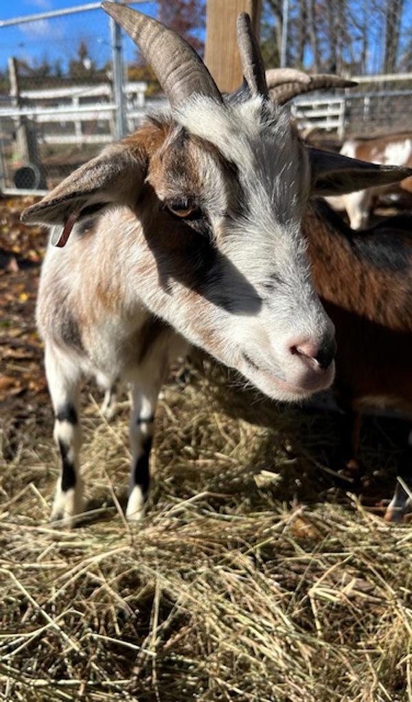 Enlarge Squirt, a Adoptable mixed breed in Stratham, NH image 2/2
