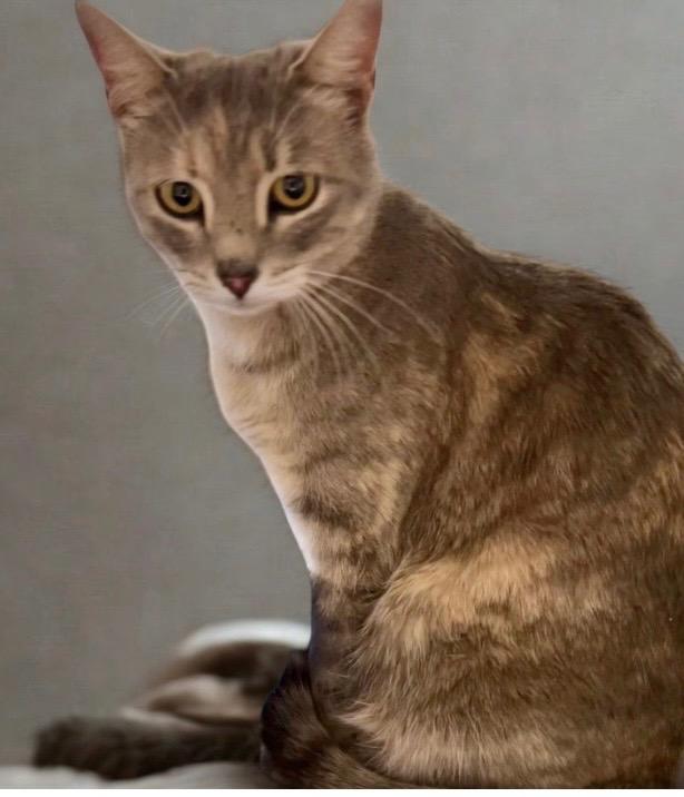 Kori, Adoptable, Adult Female Domestic Short Hair.