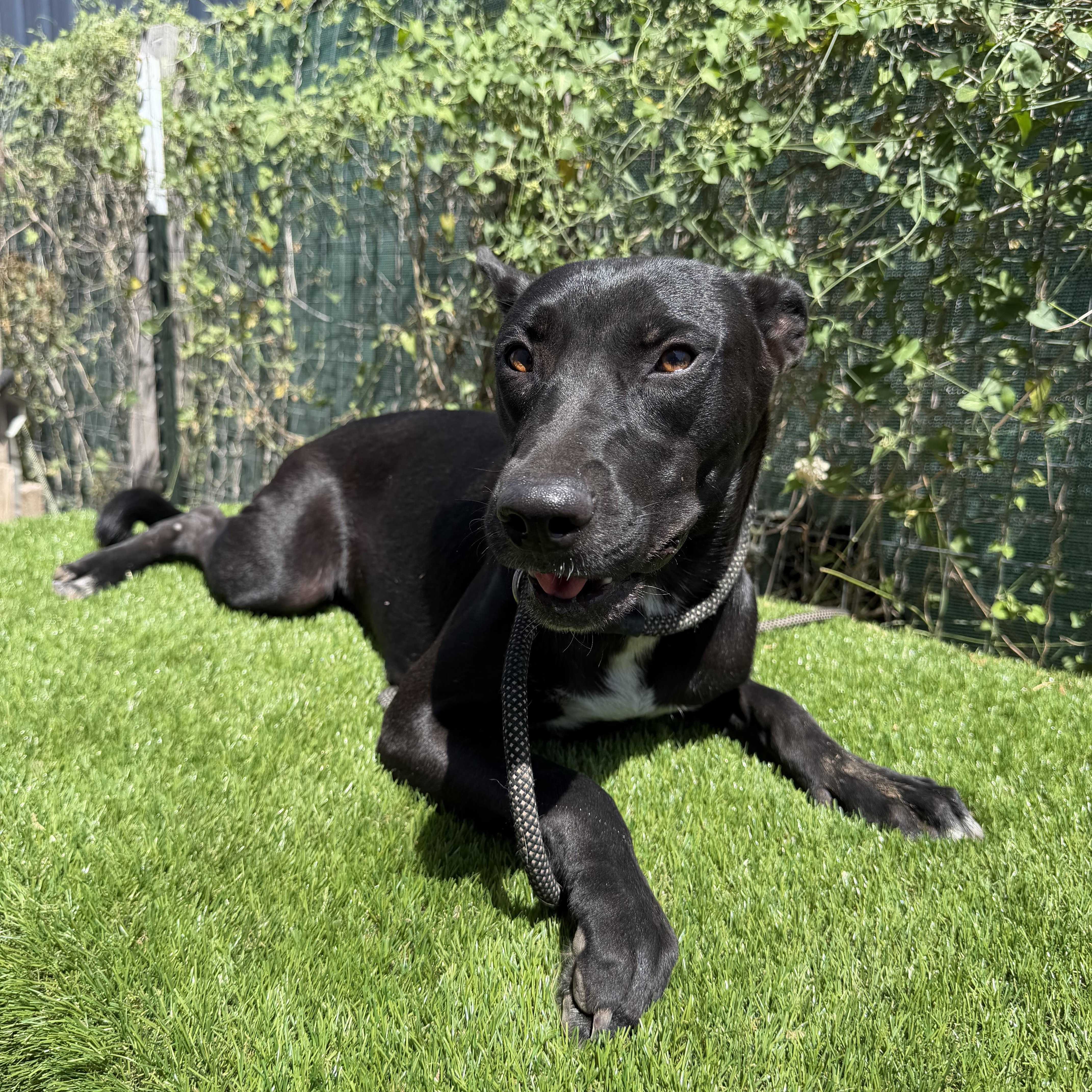 Enlarge Petra, a Adoptable mixed breed in Portland, ME image 3/6